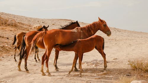Free Horses on the Desert Stock Photo