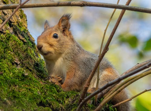 나무 줄기, 다람쥐, 동물 사진의 무료 스톡 사진