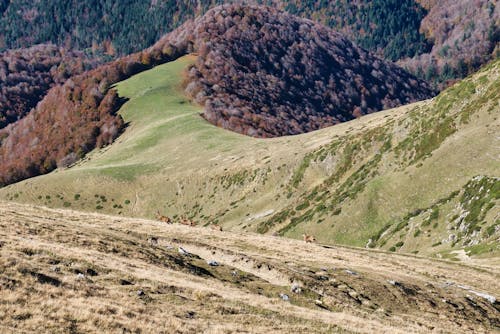 Scenic View of Mountain Valley 