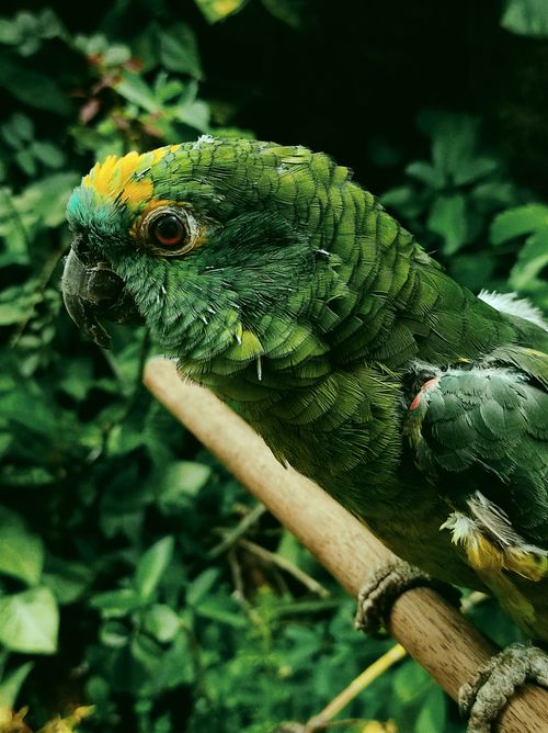 Free Close-up of a green parrot perched on a branch in a lush Brazilian setting. Stock Photo