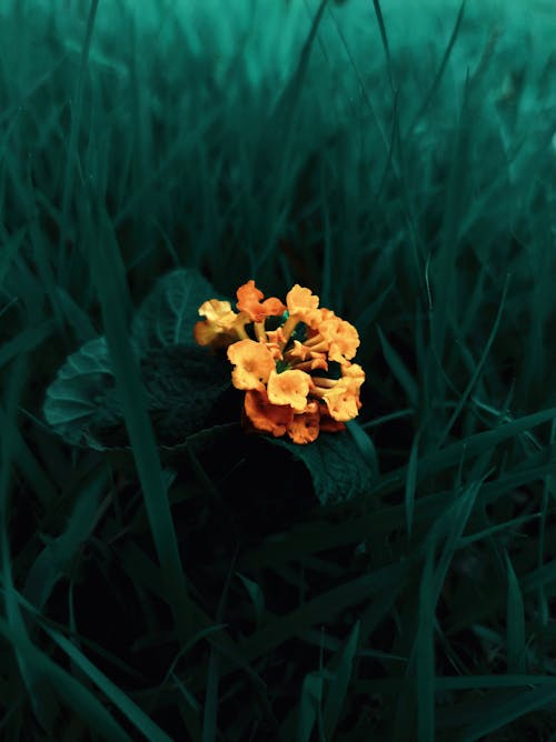 Foto profissional grátis de close up shot, flor amarela, folhas verdes escuras