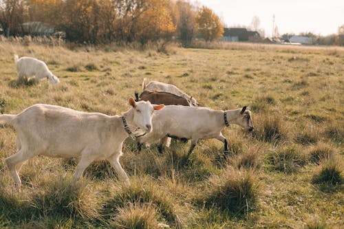 Free Goats Walking on Grass Field Stock Photo