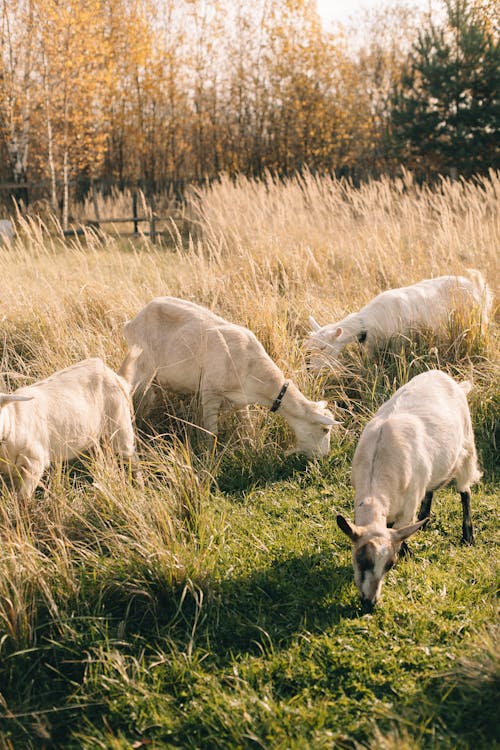 Goats Eating on Grass Field