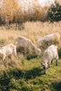 Goats Eating on Grass Field