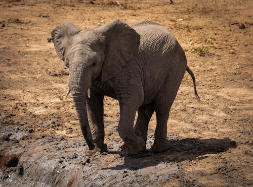 Photos gratuites de animal sauvage, boue, éléphant