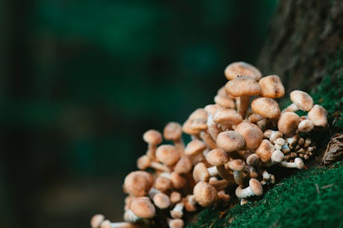 Základová fotografie zdarma na téma houby, mech, rozmazané pozadí