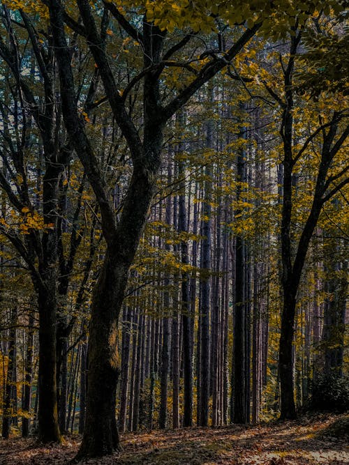 무료 높은, 수직 쐈어, 숲의 무료 스톡 사진