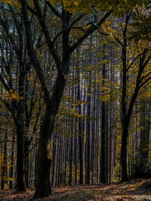 Brown Trees on Forest