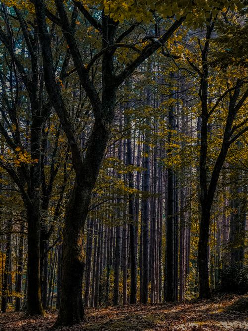 Free A tranquil autumn forest scene with tall trees, showcasing nature's beauty. Stock Photo