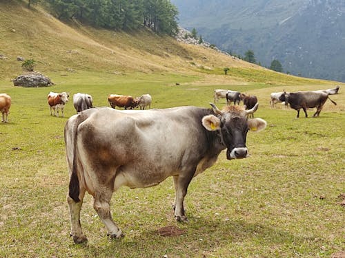 Gratis lagerfoto af brun ko, flot natur, ko