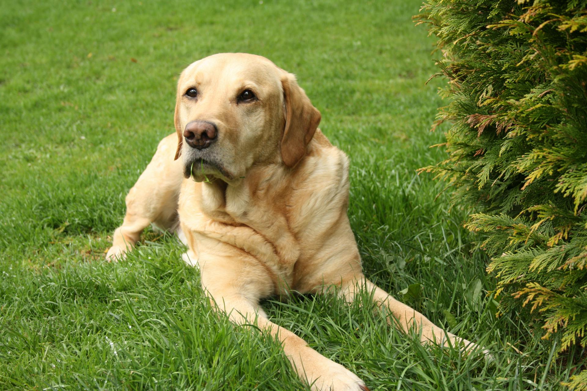 Le labrador retriever brun adulte