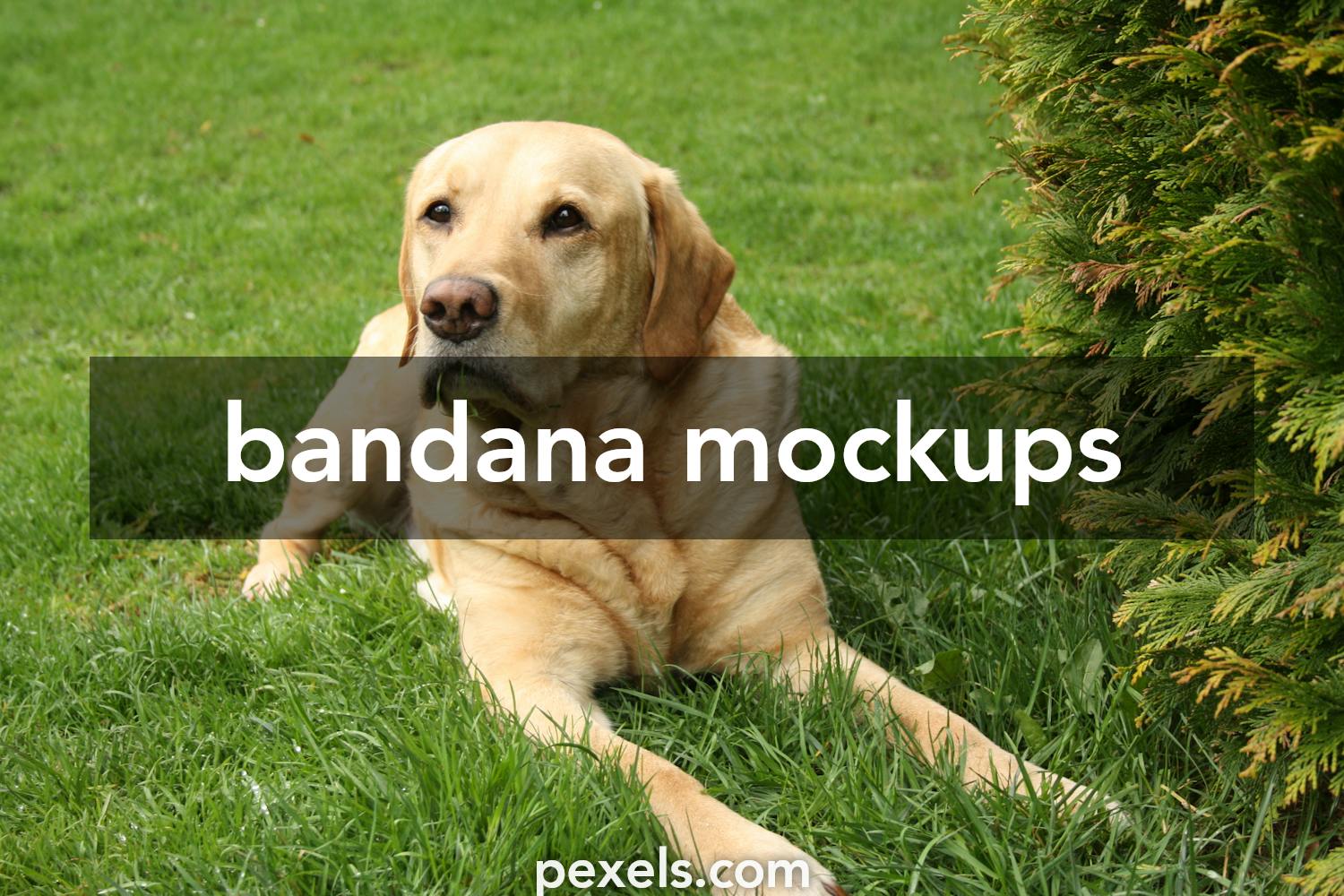 Download Download Dog Bandana Mockup Gif Yellowimages - Free PSD Mockup Templates