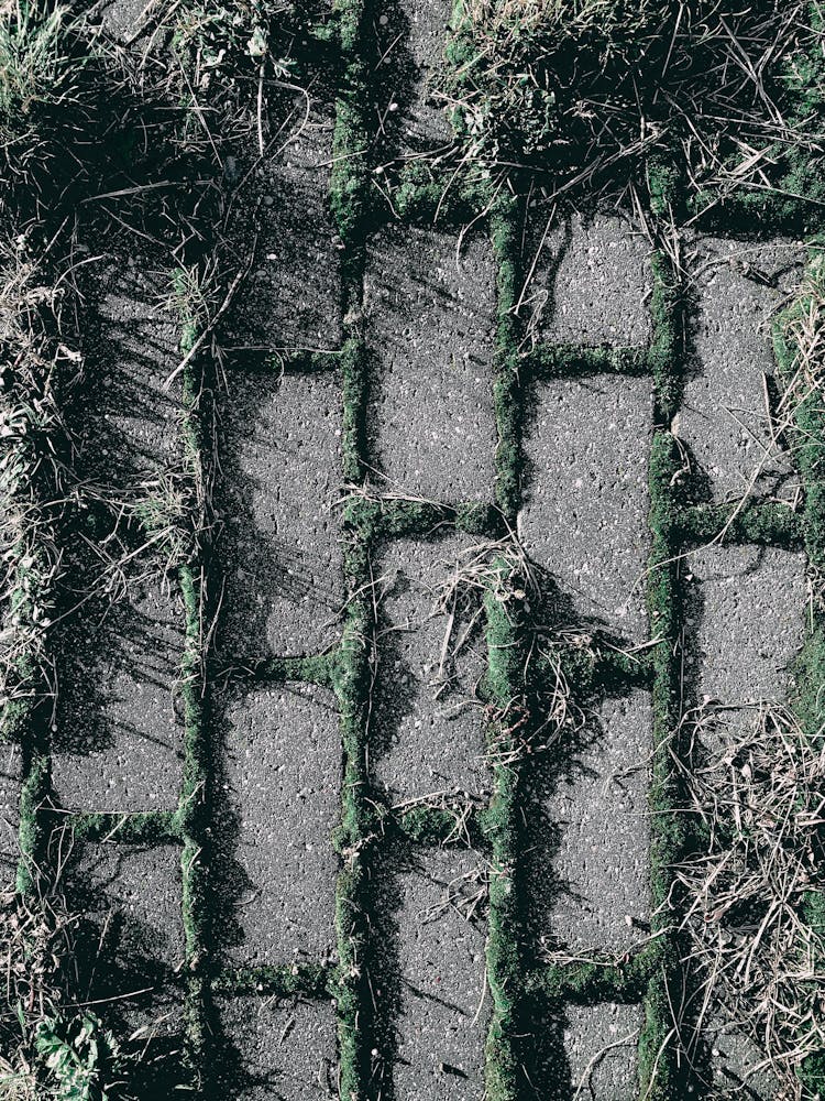 Paving Stones Overgrown By Moss