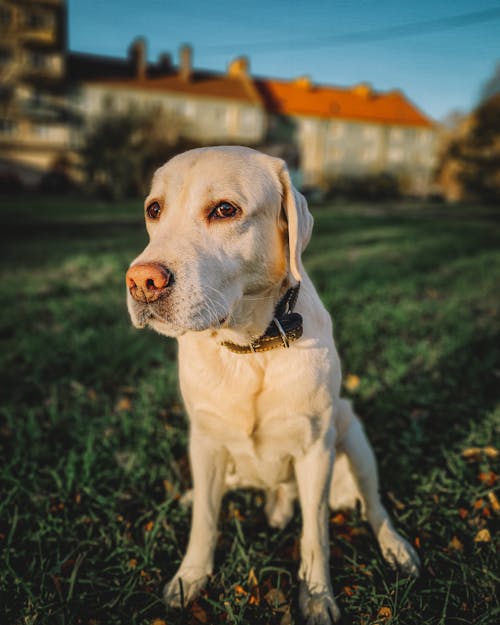 Close-up Photo of Labrador sitting on a Grass
