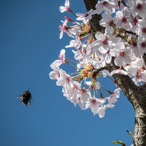Free stock photo of blossom, bumblebee, clear sky