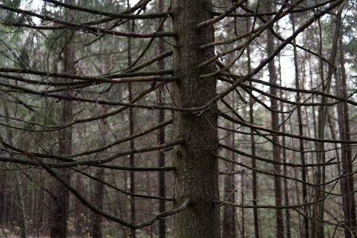 ağaç, ağaç gövdesi, çıplak ağaca içeren Ücretsiz stok fotoğraf