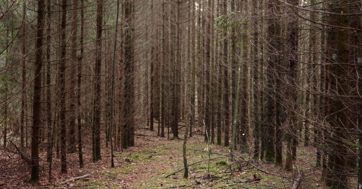 Forest Less Trees Leafless Trees in the Forest · Free Stock Photo