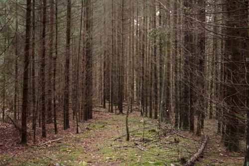 Free A tranquil trail through a leafless conifer forest during autumn, surrounded by nature. Stock Photo