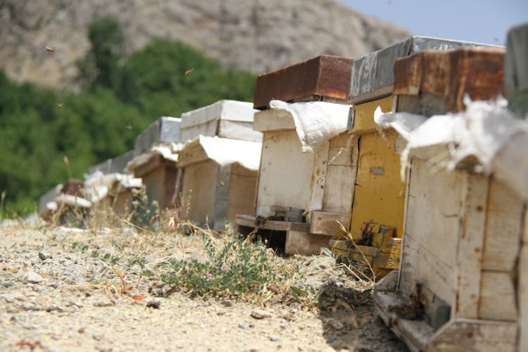 Row Of Beehives Standing In An Apiary