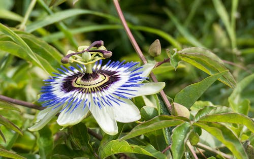 Free stock photo of close up, passionflower, purple flower