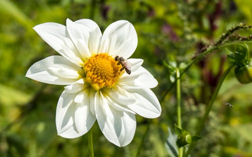 Free stock photo of bee, chamomile, white flower