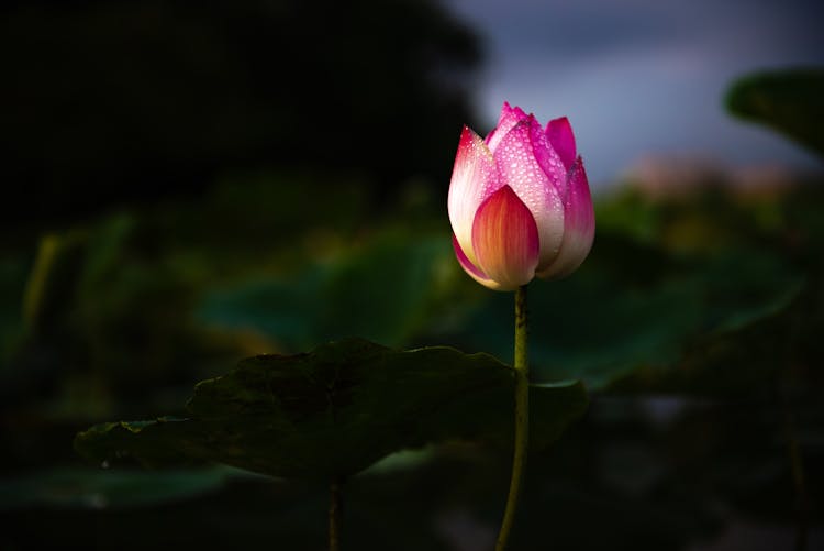 Indian Lotus In Bloom