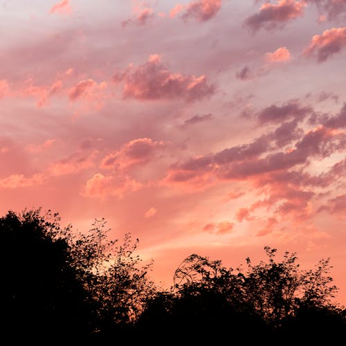 Free stock photo of red sky, trees