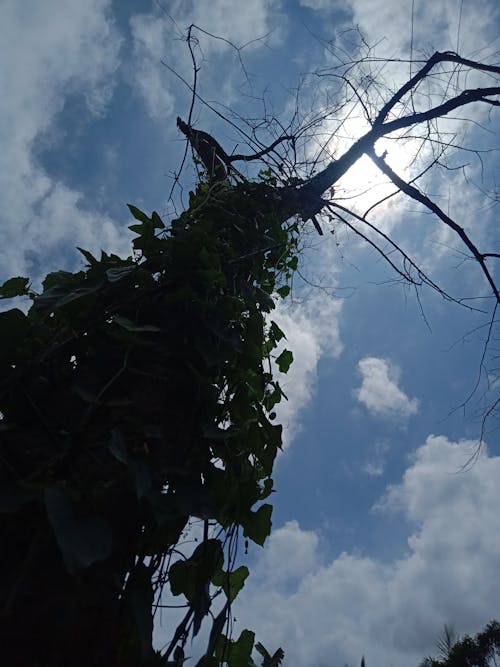 Безкоштовне стокове фото на тему «bright sun, блакитне небо, голі дерева»