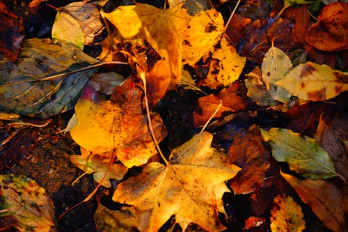 Kostnadsfri bild av närbild, över huvudet, torkade löv