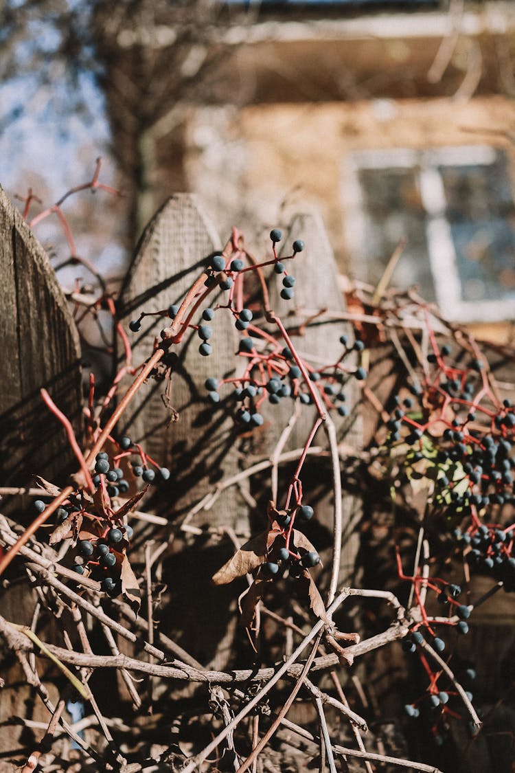 Berries Growing On A Picket Fence