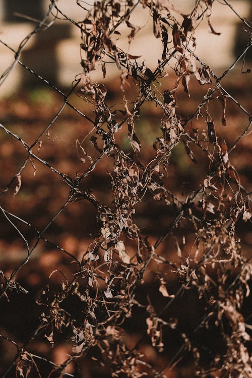 Free Brown Dried Leaves on Gray Metal Fence Stock Photo