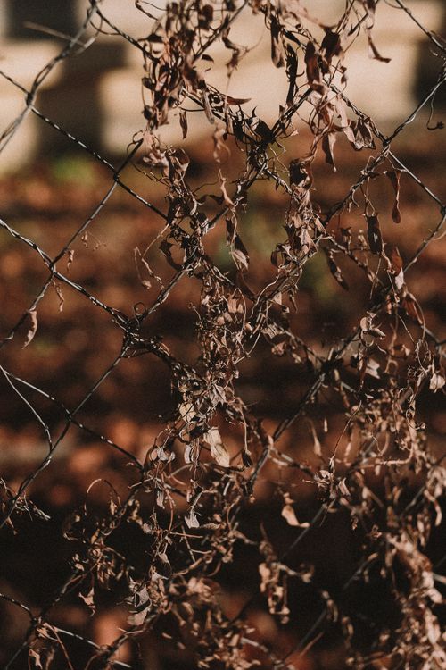 Free Macro shot of dried brown leaves entangled on a mesh wire fence with blurred background. Stock Photo