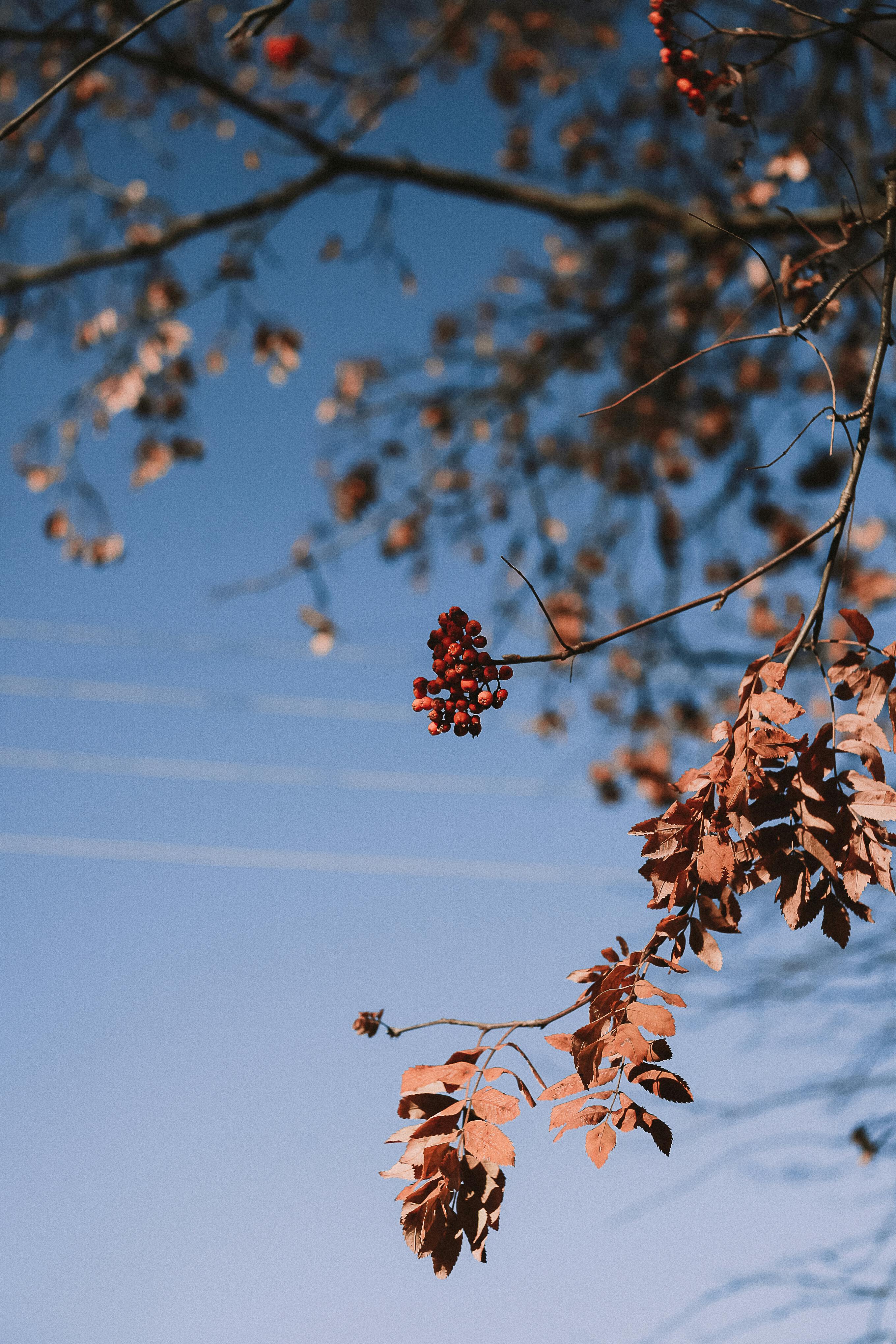 Vibrant autumn leaves and berries against a bright blue sky, showcasing seasonal beauty.