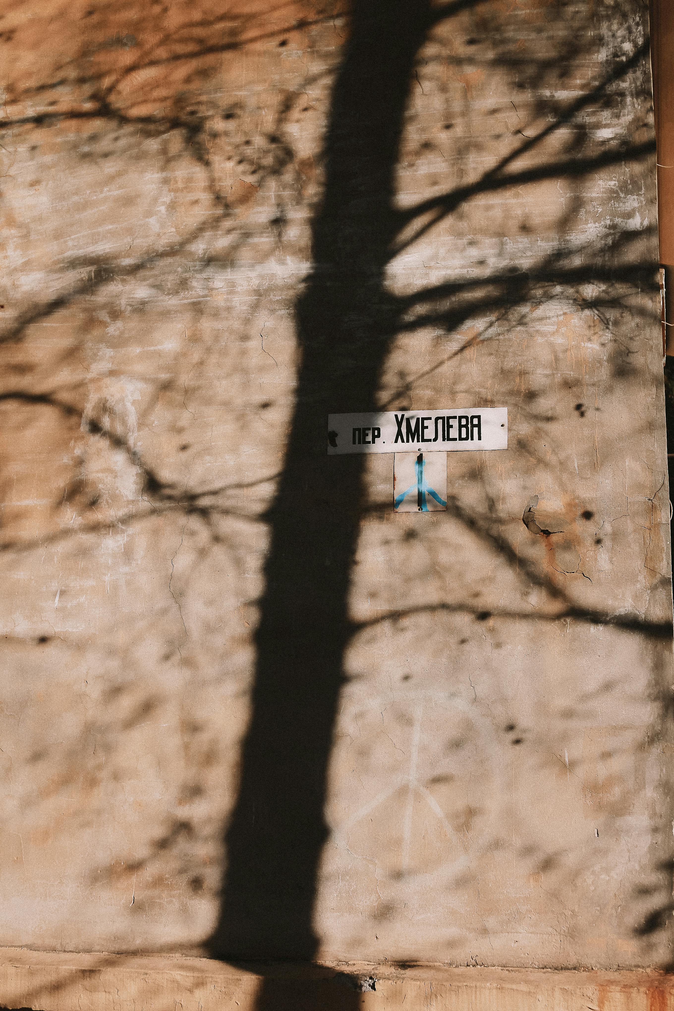 Gratis Pohon Gundul Yang Menghasilkan Bayangan Di Dinding Foto Stok