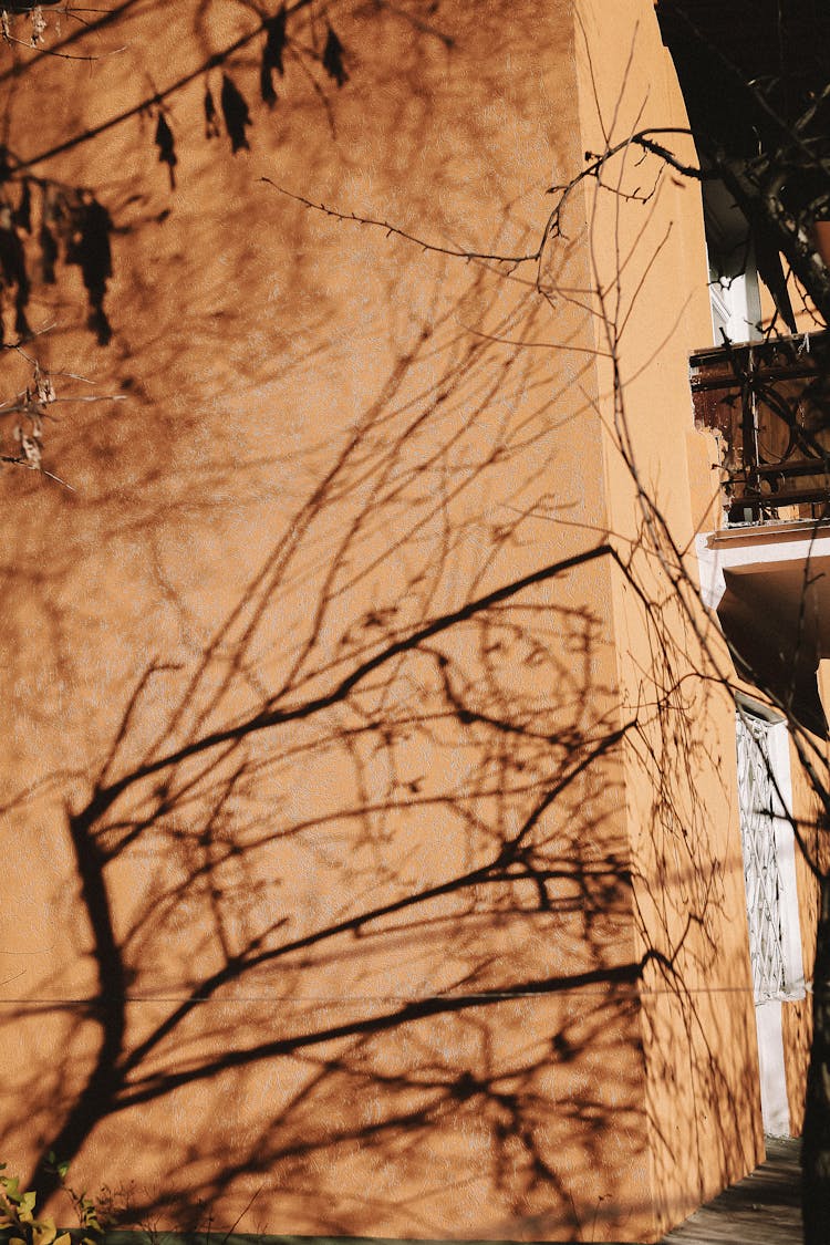 Tree Shadow On A Beige Building Wall