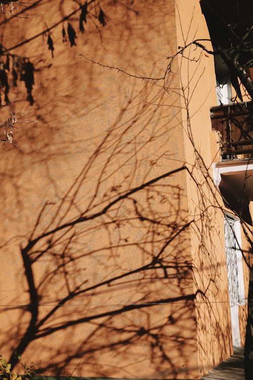 Free Shadows of bare branches cast elegantly on an orange wall, creating a striking urban scene. Stock Photo