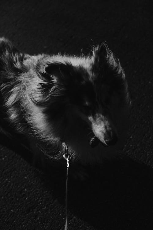 Free Grayscale Photo of a Dog Stock Photo