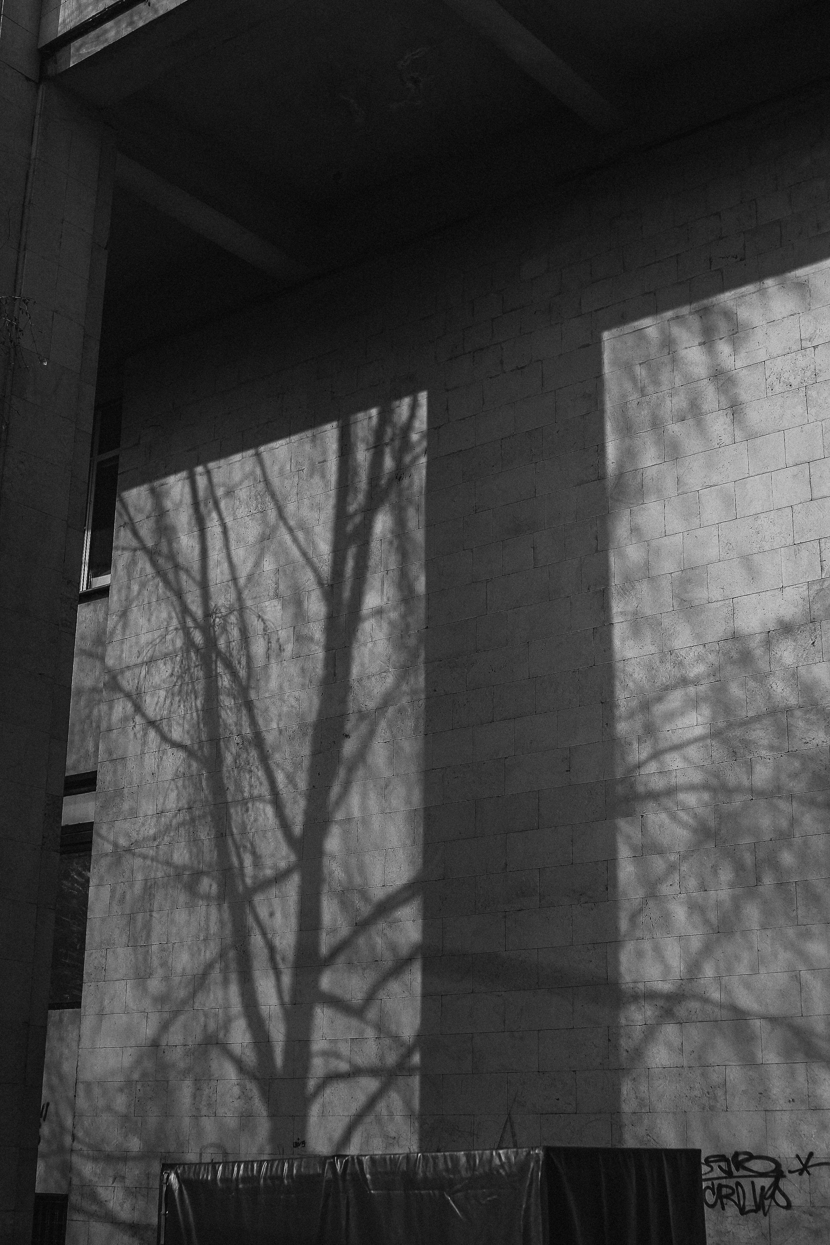 Black and white shadows of trees cast on an urban wall, creating an abstract composition.