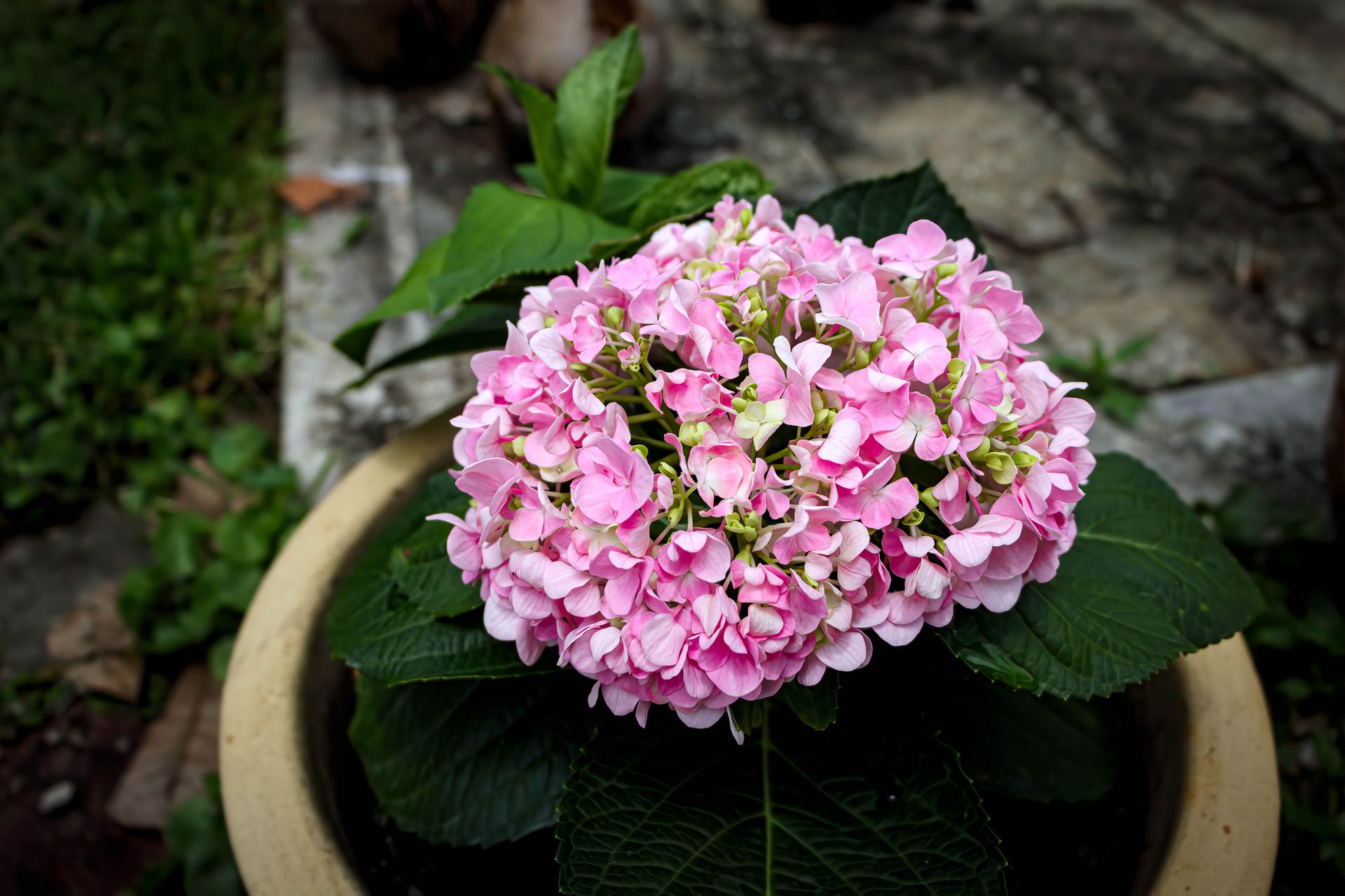 A close-up of vibrant pink hydrangea flowers blooming in a garden pot.