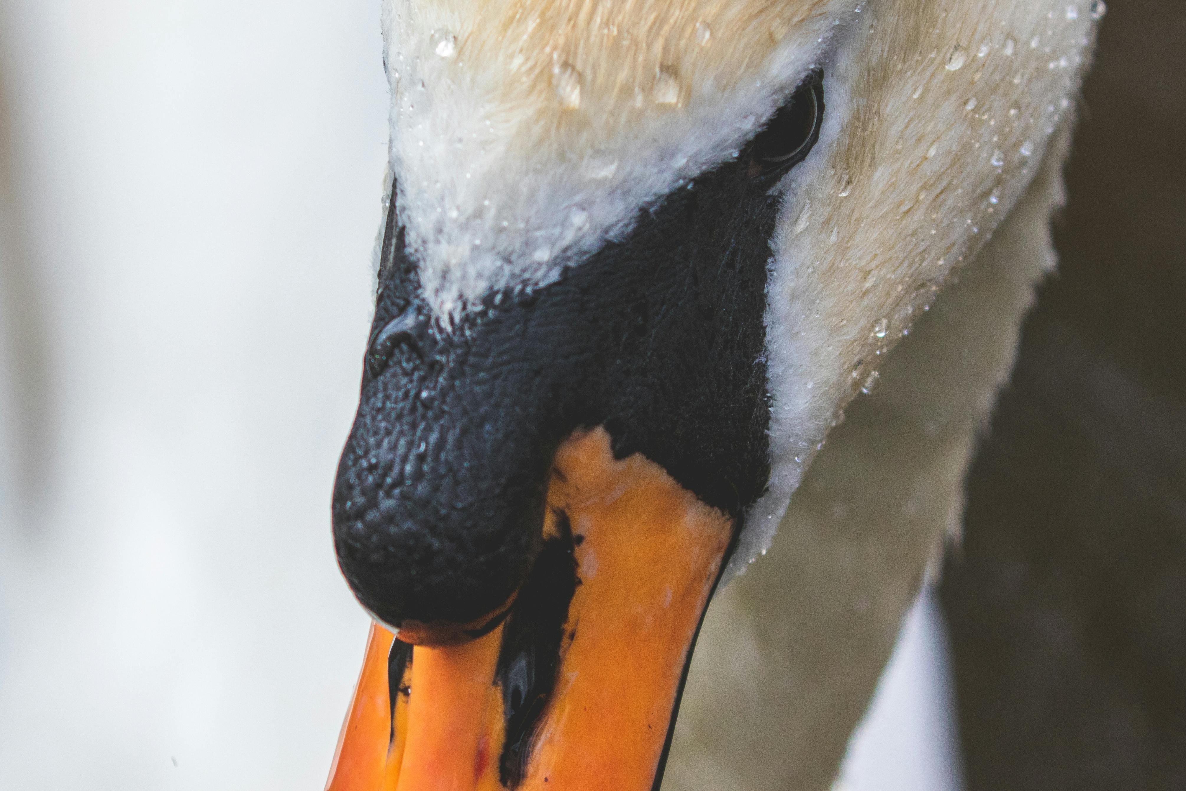 Orange and White Bird Face