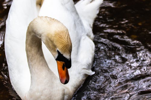 Free stock photo of bird, swan, wildlife