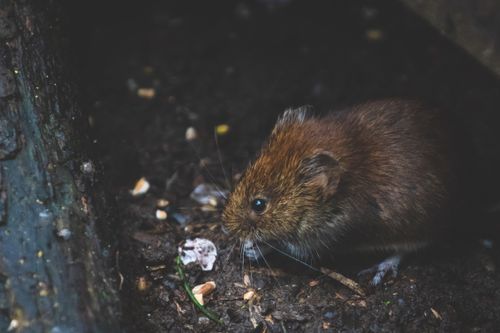 Free Close-up of a bank vole exploring forest floor, showcasing its natural habitat. Stock Photo