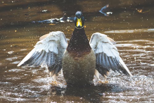 免费 棕色和灰色的鸭子在水体上的照片 素材图片