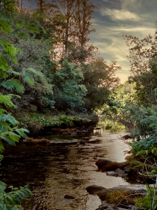 Free Tranquil river flowing through lush forest in Soutomaior, Spain, bathed in soft daylight. Stock Photo