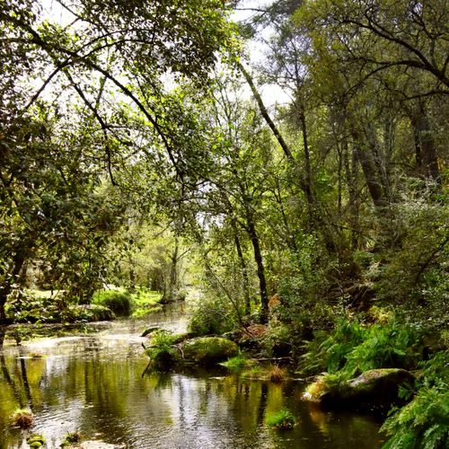 Free Discover tranquility in this lush forest landscape featuring a calm stream surrounded by vibrant green trees. Stock Photo