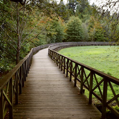 A Boardwalk in a Forest