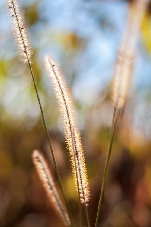 Foto d'estoc gratuïta de creixement, enfocament selectiu, herba de pampa