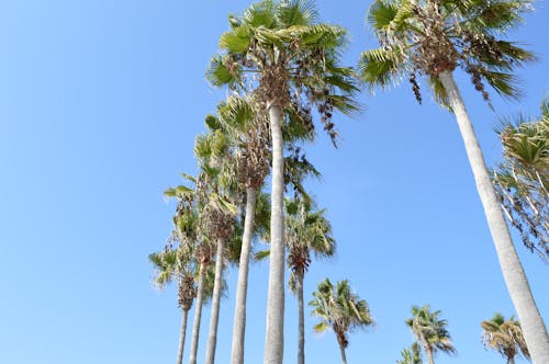 Foto stok gratis deretan pohon palem, langit biru, paphos
