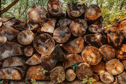 Stacks of Wooden Logs