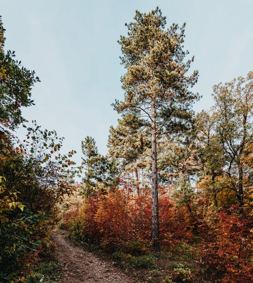 Photos gratuites de arbres, atmosfera de outono, automne